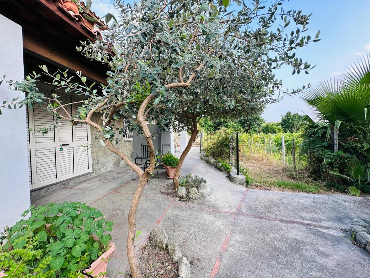 Hotel Il Vitigno Di Dioniso Forio di Ischia Zewnętrze zdjęcie